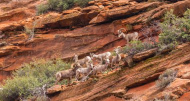 Kırmızı kaya oluşumları ile güzel sahne Zion National Park