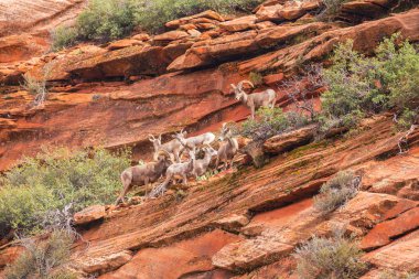 Kırmızı kaya oluşumları ile güzel sahne Zion National Park
