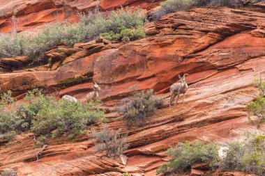 Kırmızı kaya oluşumları ile güzel sahne Zion National Park
