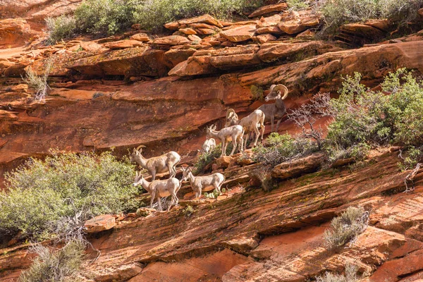 Kırmızı kaya oluşumları ile güzel sahne Zion National Park