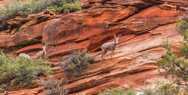 Kırmızı kaya oluşumları ile güzel sahne Zion National Park