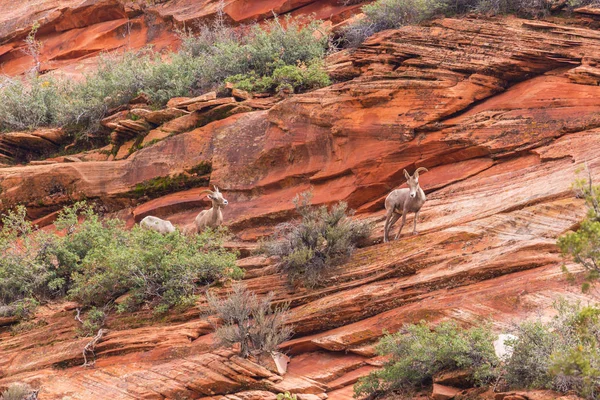 Kırmızı kaya oluşumları ile güzel sahne Zion National Park