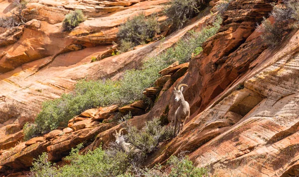 Kırmızı kaya oluşumları ile güzel sahne Zion National Park