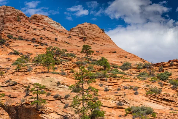 Kırmızı kaya oluşumları ile güzel sahne Zion National Park