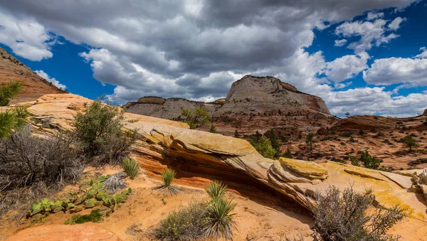 Vacker natur i Zion National Park, med röda klippformationer — Stockfoto