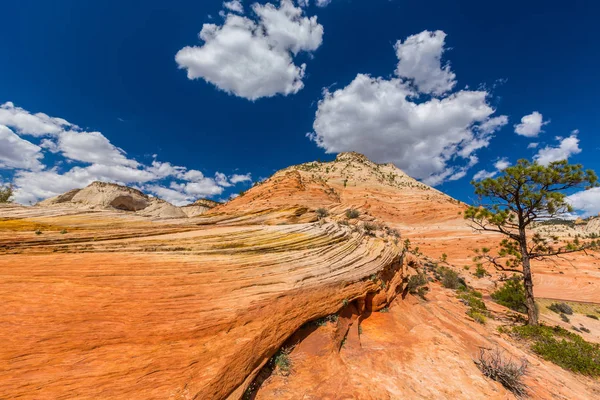 Kırmızı kaya oluşumları ile güzel sahne Zion National Park