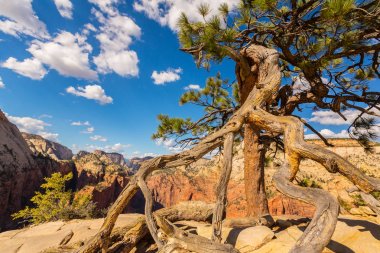 Angel'ın sahne Zion National Park, Utah, parlak bir sonbahar gün açılış.