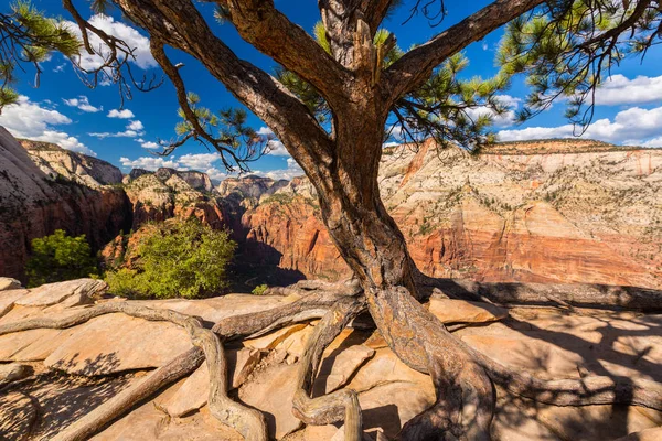 Angel'ın sahne Zion National Park, Utah, parlak bir sonbahar gün açılış.