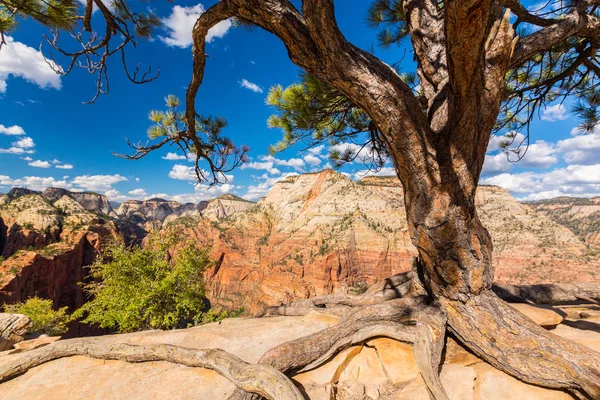 Angel'ın sahne Zion National Park, Utah, parlak bir sonbahar gün açılış.