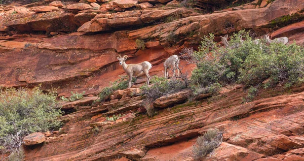 Angel'ın sahne Zion National Park, Utah, parlak bir sonbahar gün açılış.