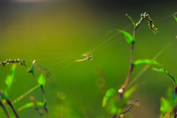 Силует павука на орбітальній мережі — стокове фото