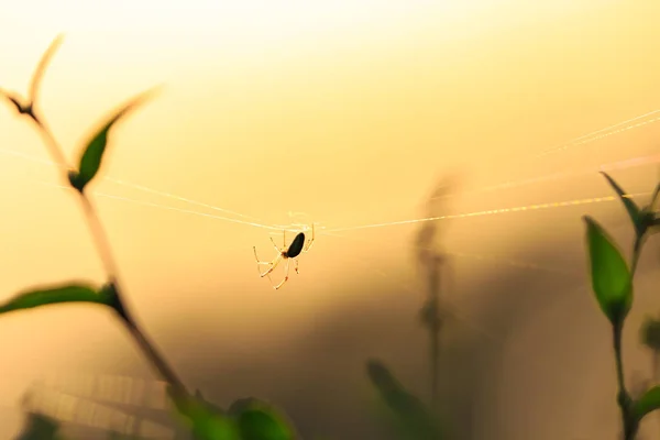 Silueta de araña en una red orbital — Foto de Stock