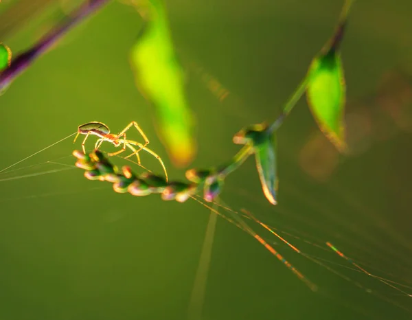 Silueta de araña en una red orbital — Foto de Stock
