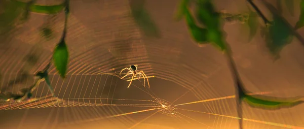 Sílhueta de aranha em uma teia orbital — Fotografia de Stock