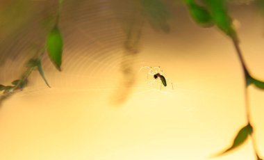 Örümcek siluet bir yörünge web üzerinde