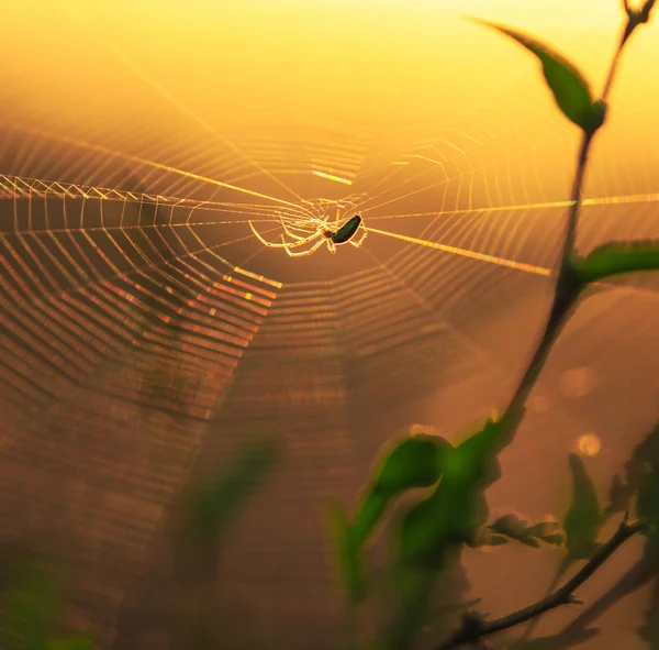Silueta de araña en una red orbital — Foto de Stock