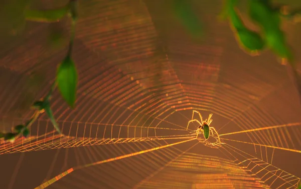 Sílhueta de aranha em uma teia orbital — Fotografia de Stock
