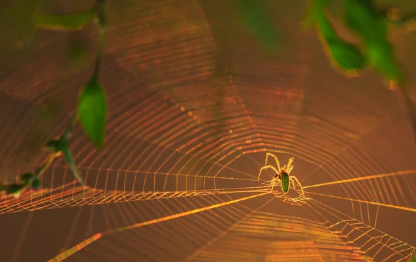 Pavouk silueta na orbitální webu — Stock fotografie