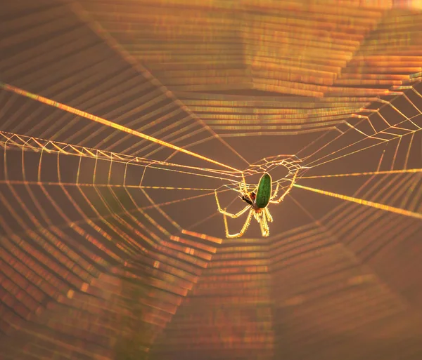 Silhouette d'araignée sur une toile orbitale — Photo