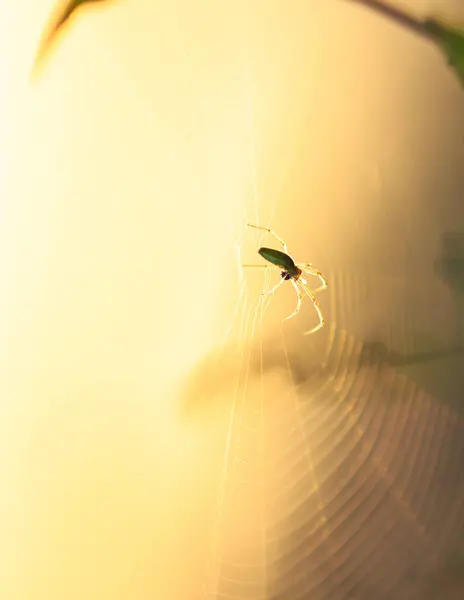 궤도 웹 거미 실루엣 — 스톡 사진