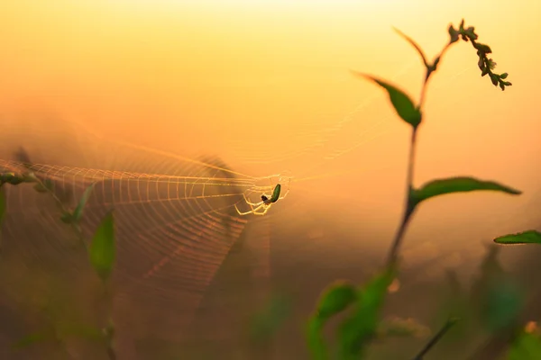 Silueta de araña en una red orbital — Foto de Stock