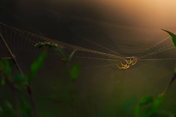 Spinnensilhouette auf einem Orbitalnetz — Stockfoto