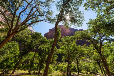Zion National Park, Utah güzel sahne