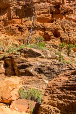 Zion National Park, Utah güzel sahne
