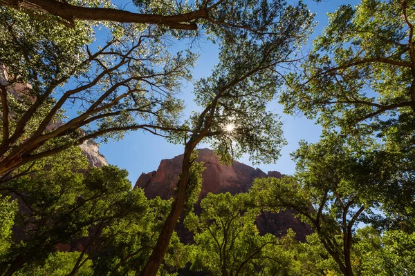 Cenário no Parque Nacional de Zion, Utah — Fotografia de Stock