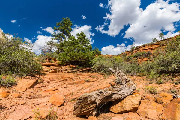 Zion National Park, Utah güzel sahne