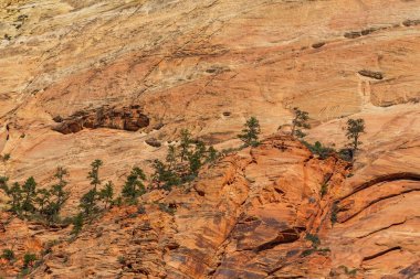 Zion National Park, ABD, parlak sahne güz