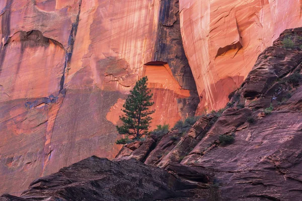 Ljusa Landskapet Zion National Park Usa Höst — Stockfoto