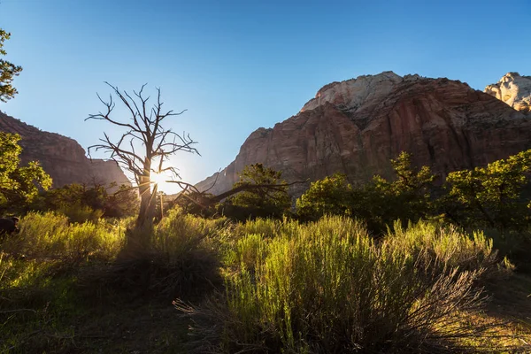 Paysage Lumineux Dans Parc National Zion États Unis Automne — Photo
