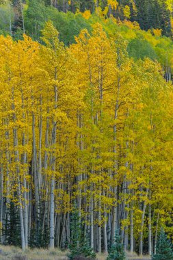 Güzel sonbahar sahne Telluride, Colorado'da bir parlak, güneşli, günde