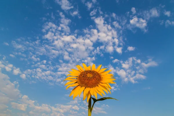 Detalle Floración Del Girasol Día Brillante Verano Una Zona Rural —  Fotos de Stock