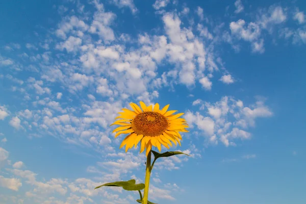 Detalle Floración Del Girasol Día Brillante Verano Una Zona Rural —  Fotos de Stock