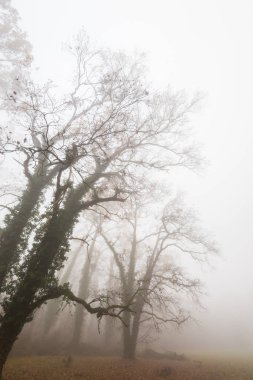 Ağır sis ile güzel sahne sonbahar ormanında