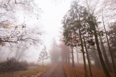 Ağır sis ile güzel sahne sonbahar ormanında
