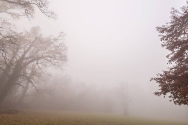 Ağır sis ile güzel sahne sonbahar ormanında