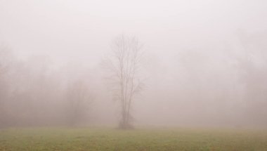 Sonbahar yaprakları ve ormandaki güzel sis