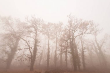 Sonbahar yaprakları ve ormandaki güzel sis