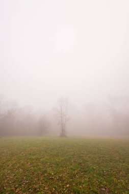 Sonbahar yaprakları ve ormandaki güzel sis