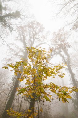 Güzel sonbahar bitki örtüsü ve orman siste