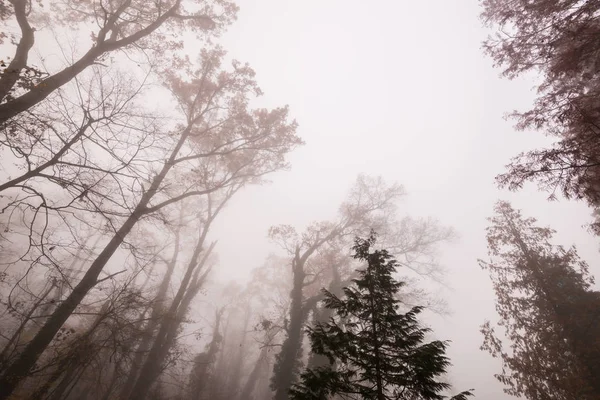 Beau Paysage Avec Une Épaisse Brume Dans Forêt Automne — Photo