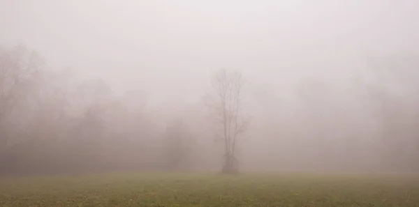 Follaje Otoñal Hermosa Niebla Bosque —  Fotos de Stock