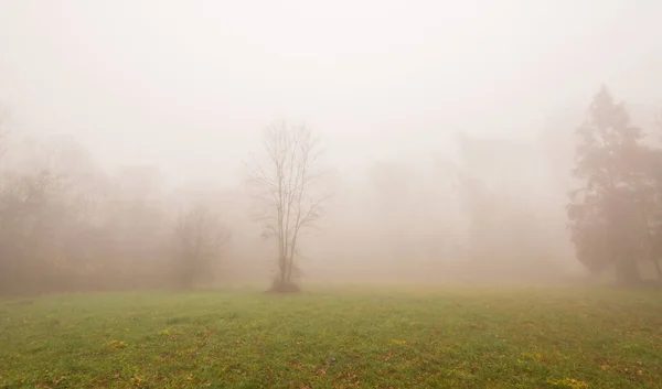 Follaje Otoñal Hermosa Niebla Bosque — Foto de Stock