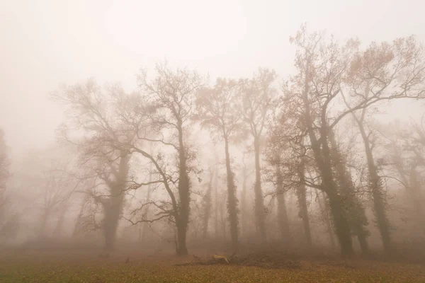 Podzimní Listí Nádherná Mlha Lese — Stock fotografie