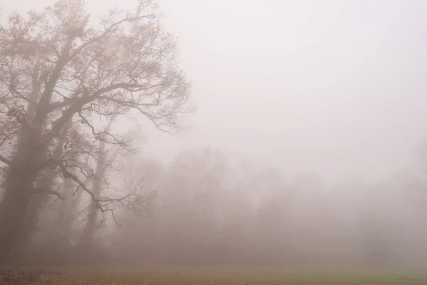 Herbstliches Laub Und Schöner Nebel Wald — Stockfoto