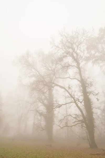 Höstfärger Och Vackra Mist Skogen — Stockfoto