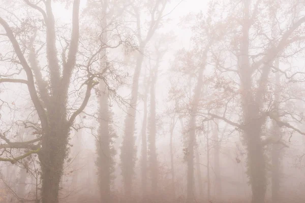 Podzimní Listí Nádherná Mlha Lese — Stock fotografie
